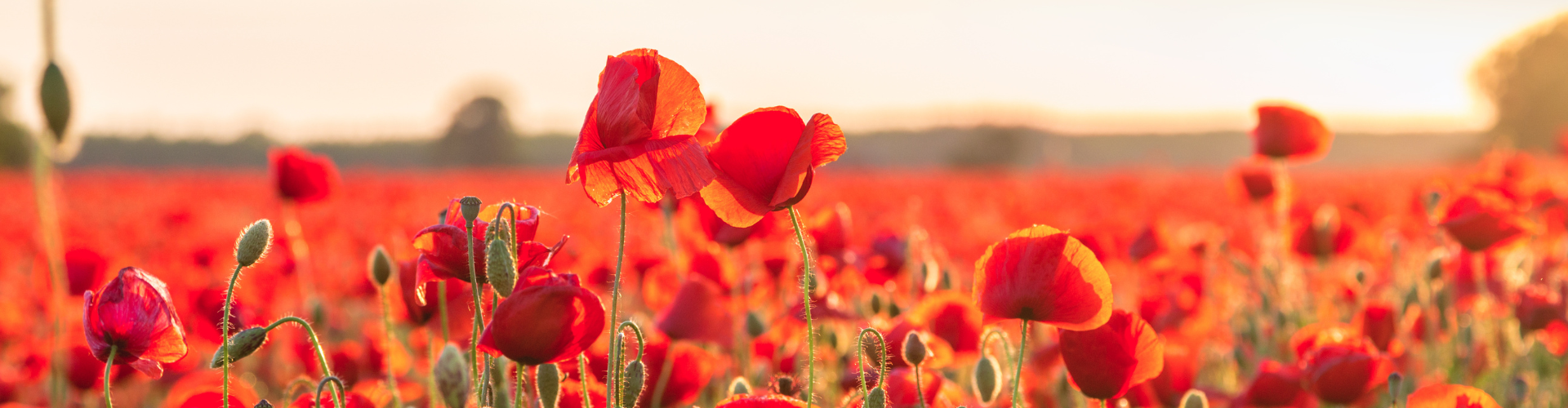 Rajan Marwaha v Director of Border Revenue & Anor Revenue & Anor