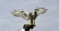 Martin Craig Nicholas & Ors v Barnes Davison Thomas & Anor [2025] EWHC 752 (Ch)