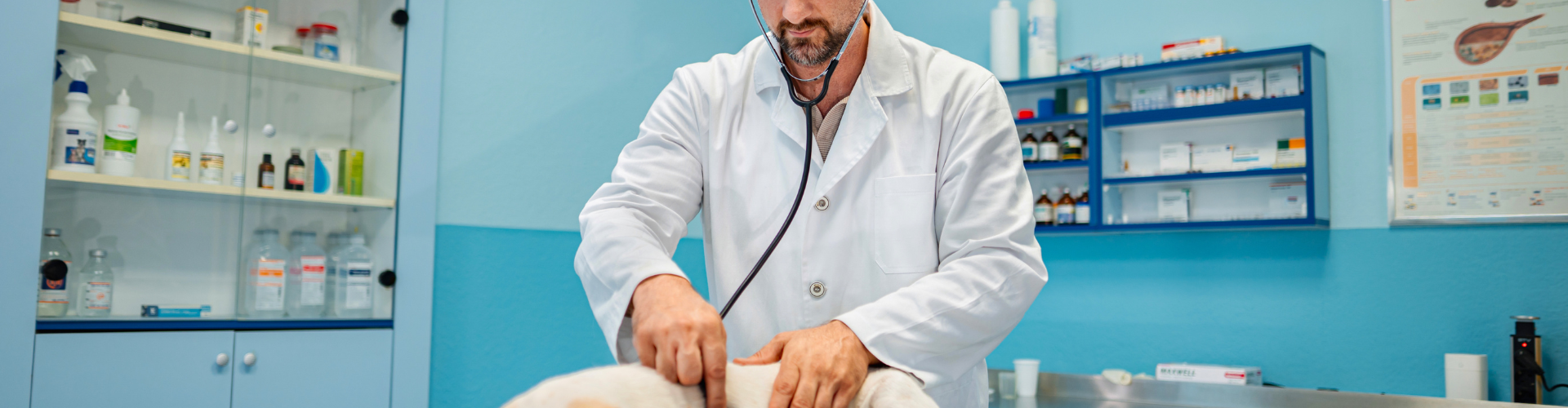 A Day in the Life of a Veterinary Expert Witness